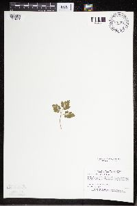 Sceptridium multifidum image