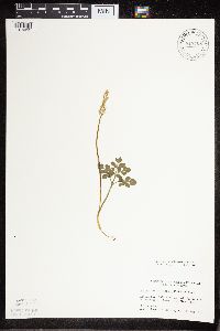 Sceptridium multifidum image