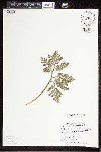 Sceptridium multifidum image