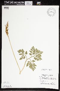 Sceptridium multifidum image