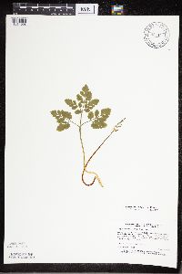 Sceptridium multifidum image