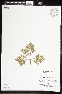 Sceptridium multifidum image