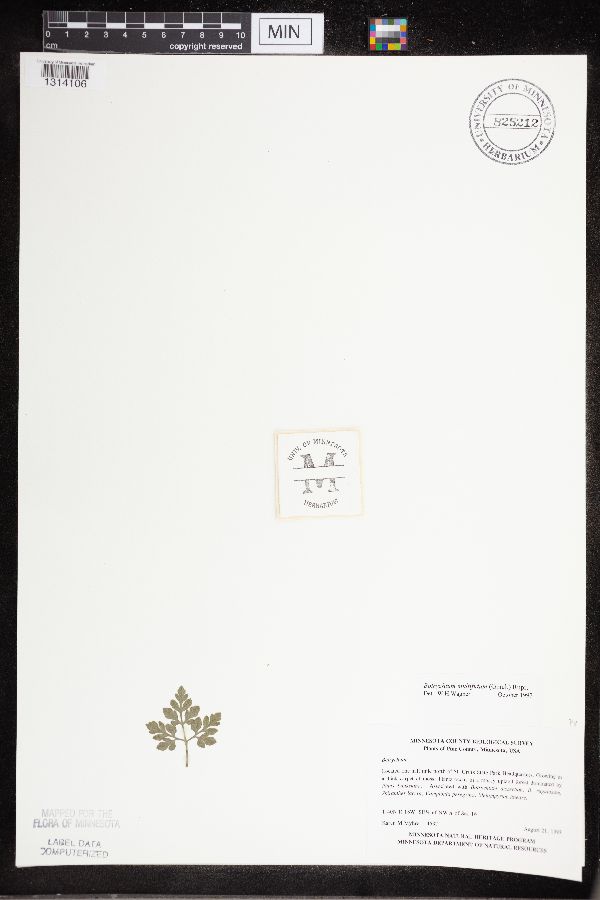 Sceptridium multifidum image