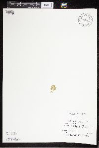 Sceptridium multifidum image