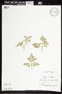 Sceptridium multifidum image