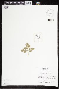 Sceptridium multifidum image