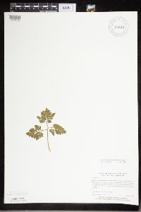 Sceptridium multifidum image