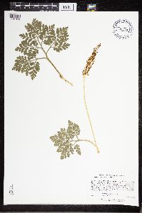 Sceptridium multifidum image