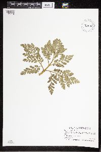 Sceptridium multifidum image