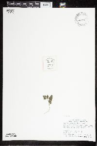 Sceptridium multifidum image