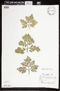 Sceptridium multifidum image