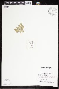 Sceptridium multifidum image