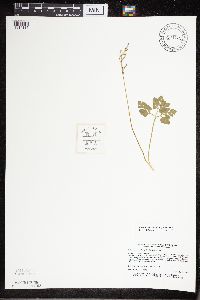 Sceptridium multifidum image