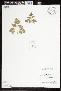 Sceptridium multifidum image