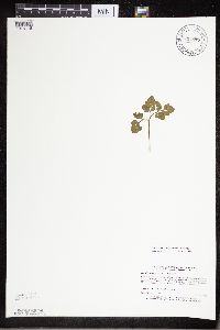 Sceptridium multifidum image