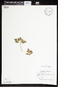 Sceptridium multifidum image