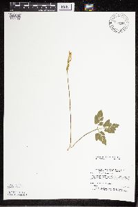 Sceptridium multifidum image