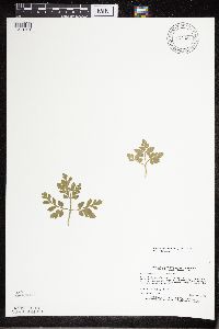 Sceptridium multifidum image