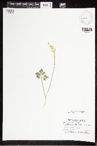 Sceptridium multifidum image