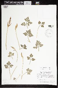 Sceptridium multifidum image