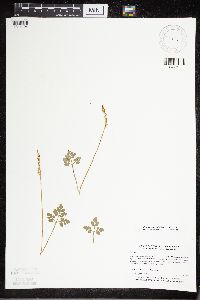 Sceptridium multifidum image