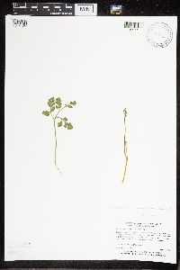 Sceptridium multifidum image