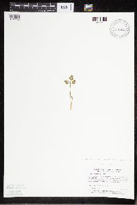 Sceptridium multifidum image