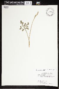 Sceptridium multifidum image