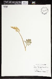 Sceptridium multifidum image