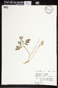 Sceptridium multifidum image