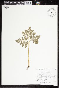 Sceptridium multifidum image