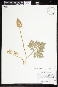 Sceptridium multifidum image