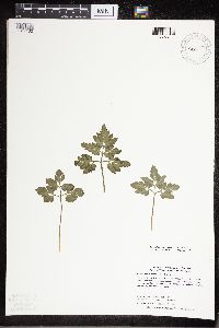 Sceptridium oneidense image