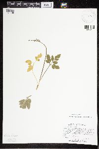 Sceptridium oneidense image