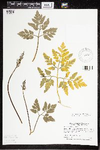 Sceptridium oneidense image