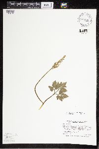 Sceptridium oneidense image