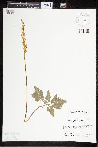 Sceptridium oneidense image