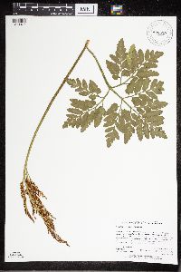 Sceptridium oneidense image