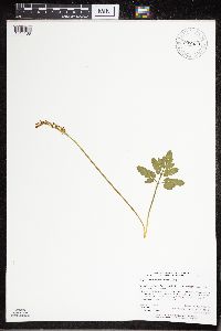 Sceptridium oneidense image