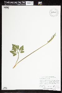 Sceptridium oneidense image