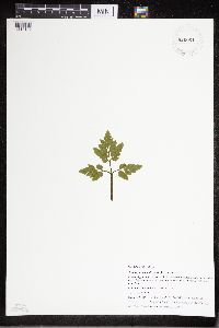 Sceptridium oneidense image