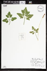 Sceptridium oneidense image