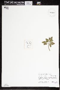 Sceptridium oneidense image