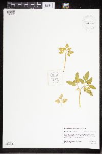 Sceptridium oneidense image