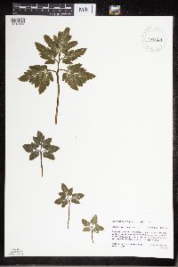 Sceptridium oneidense image