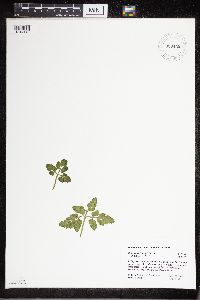 Sceptridium oneidense image