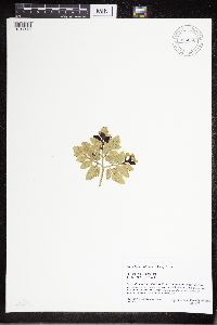 Sceptridium oneidense image