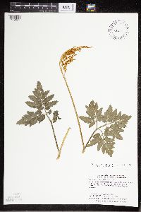 Sceptridium oneidense image