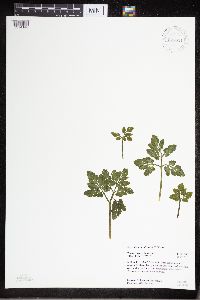 Sceptridium oneidense image