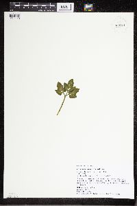 Sceptridium oneidense image